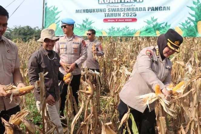 
					Polres Lebak Polda Banten panen raya jagung guna dukung swasembada pangan.