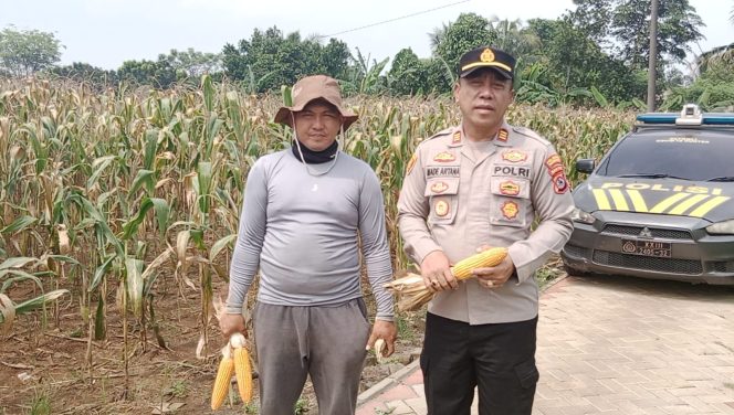 
					Dalam Mendukung Ketahanan Pangan Nasional, Kapolsek Tigaraksa Monitoring Lahan Jagung Hibrida di Hejo Farm, Desa Pematang.