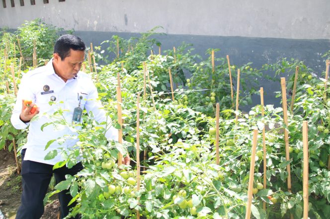 
					Lapas Banyuwangi Berhasil Sulap Brandgang Jadi Lahan Produktif untuk Dukung Ketahanan Pangan