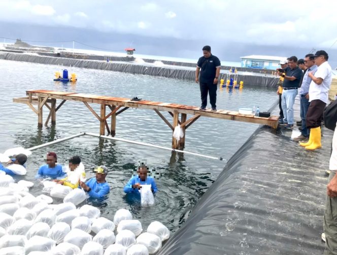 
					Lanjutkan Ketahanan Pangan, Tambak Udang Pasir Putih Nusakambangan Kembali ditebar Benih Udang Vaname