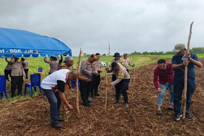 
					Polri Tanam Jagung Serentak di Kepulauan Tanimbar, Dukung Swasembada Pangan Nasional