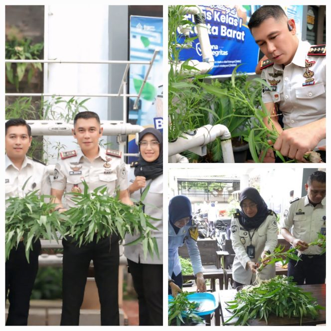 
					Wujudkan Pangan Mandiri, Bapas Kelas I Jakarta Barat Sukses Panen Kangkung